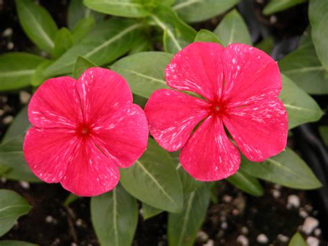 Tips for Producing Vinca Bedding Plants - Greenhouse Product News