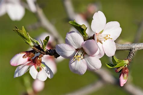 Reforestation and the Medicinal Uses of Trees -Liliana Usvat Research: Bible Trees The Almond ...