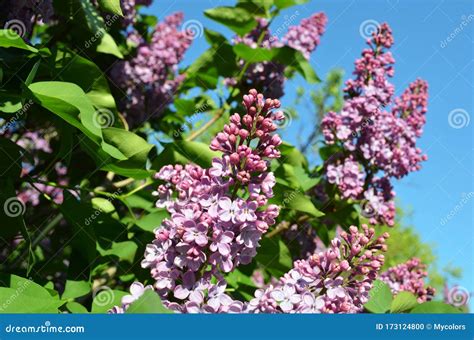 Lilac flowers and blue sky stock photo. Image of close - 173124800