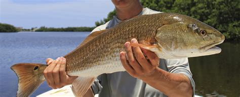 THE THRILL OF FISHING IN TAMPA BAY: WHAT FISH ARE BITING. | Tampa Yacht Sales