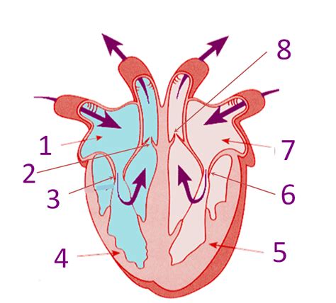 Heart Diagram Quiz