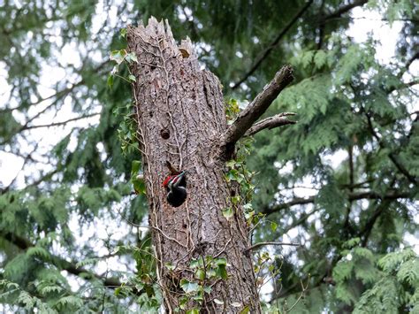 Pileated Woodpecker Nesting: A Complete Guide | Birdfact