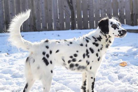 Dalmatian German Shepherd Husky Mix 2024 • ShepskyMix