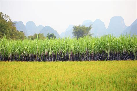 Sugar Cane Field Photograph by Bihaibo