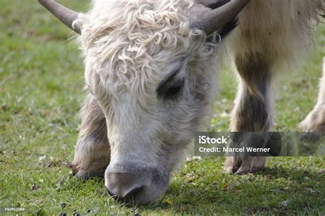 Close Up Of A Young Domestic Yak Grazing Stock Photo - Download Image ...