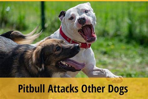 What To Do If a Pitbull Attacks Your Dog? | ZooAwesome