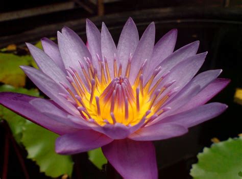 Purple Lotus Flower - Flower HD Wallpapers, Images, PIctures, Tattoos ...