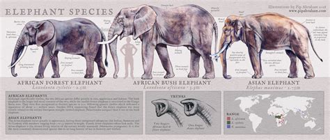 Elephant Species Identification Poster by oxpecker on DeviantArt