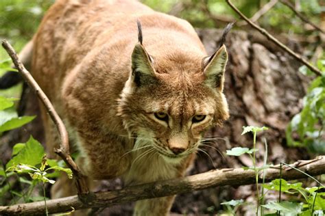 Dangerous Wild Lynx Free Stock Photo - Public Domain Pictures