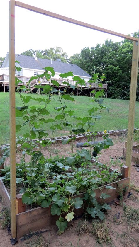 Cantaloupes and Melons. The trellis is working well so far | Cantaloupe and melon, Plants, Trellis