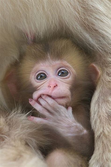 Cute Baby Monkeys Wallpaper