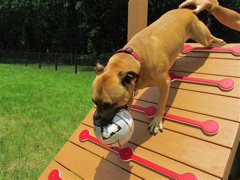 Big League Dog Obstacle Course | TerraBound Solutions