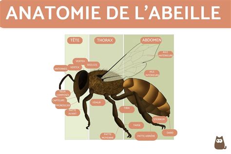 Anatomie d'une abeille - EXTERNE et INTERNE