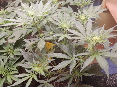 Photoperiod Flowering in veg cycle?? : r/NZTrees