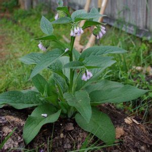 Russian Comfrey 'Bocking 14' - Spencer Creek Nursery