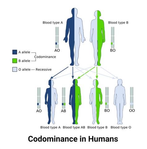 Codominance- Definition, Examples in Animals, Humans, Plants