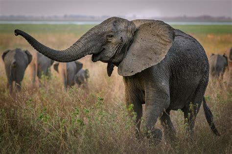 Tuskless Female Elephants Evolving in Response to Poaching - GreekReporter.com