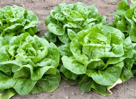 Lettuce Varieties: A Guide To What's What | HuffPost