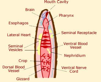 Worm Anatomy - Diagram & Picture Of Worms Body