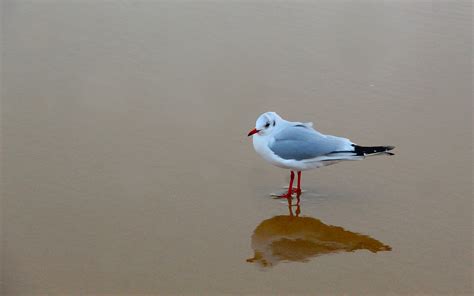 Bird Seagull Beach - Free photo on Pixabay