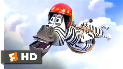 Zebra On Madagascar