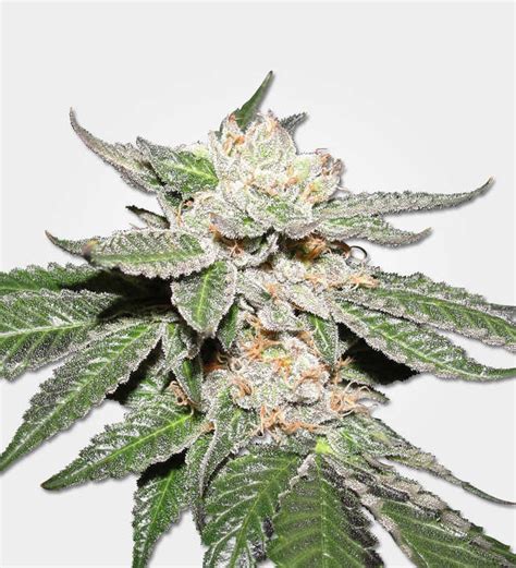 Master Kush Strain Review - Marijuana Seed Banks