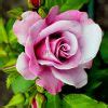 Exotic Mixed Color Rose Seeds - BestSeedsOnline.com - Free Shipping Worldwide
