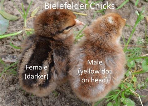 An Awesome Chicken Breed: Bielefelders - Happy Wife Acres