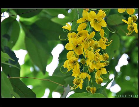 Cassia fistula | Cassia fistula or "Vishu konna" as it is ca… | Flickr