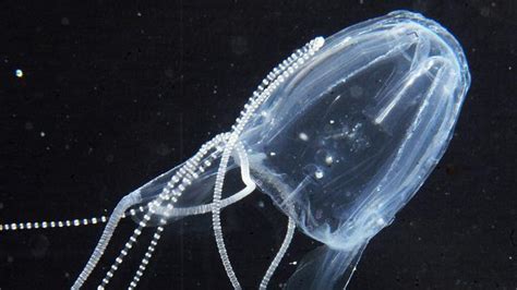 Irukandji jellyfish warning for visitors to WA’s Ningaloo Reef | news ...