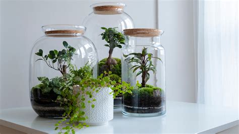 15 Types Of Terrarium Plants Anyone Can Take Care Of