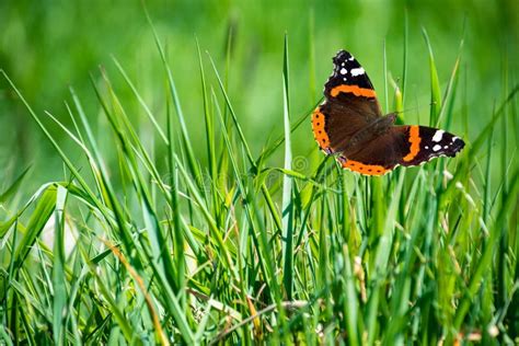 Green grass with butterfly stock photo. Image of bright - 181222180