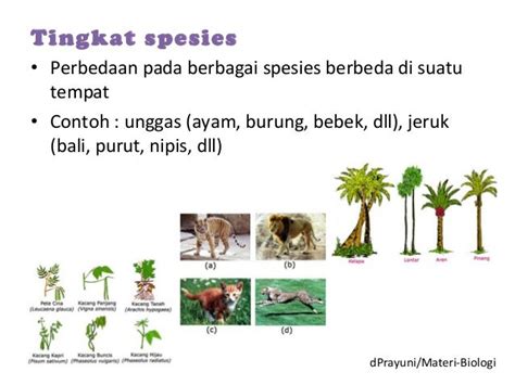 10 Contoh Keanekaragaman Hayati Tingkat Jenis Pada Hewan Dan Tumbuhan | Images and Photos finder