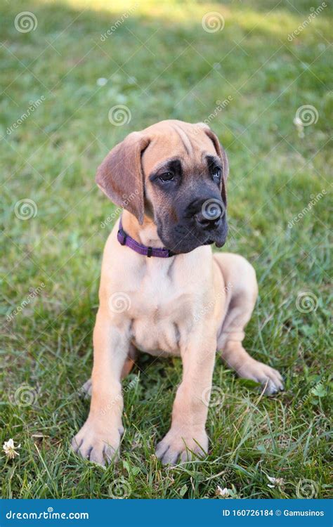 Fawn Great Dane puppy stock photo. Image of animal, biological - 160726184