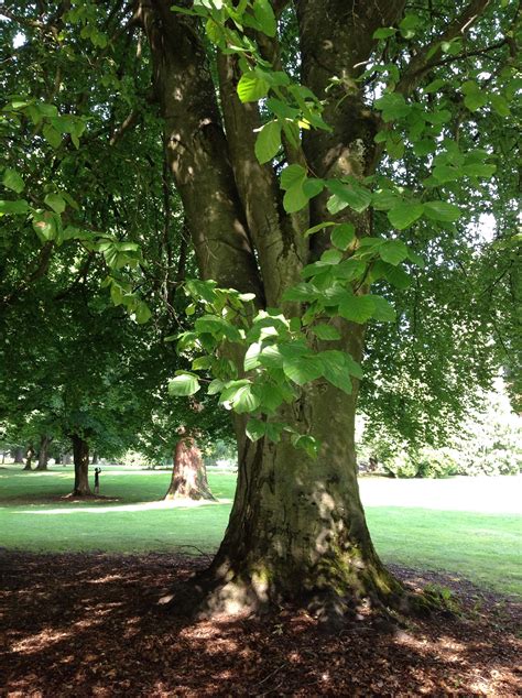 European Beech, Copper/Tricolor Beech | Trees of Reed