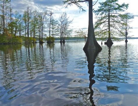 Great Dismal Swamp - Lake Drummond | Chesapeake va, Chesapeake, Kayaking