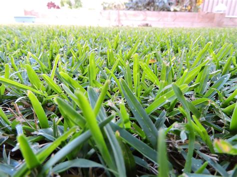 Drought Tolerant Grass Varieties - What Are Some Types Of Drought ...