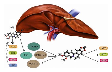 Aspartate transaminase (AST), alanine transaminase (ALT), and alkaline... | Download Scientific ...