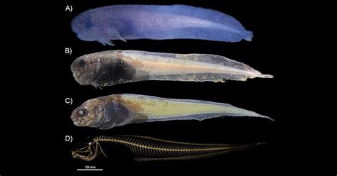 New Species of Deep-Sea Fish