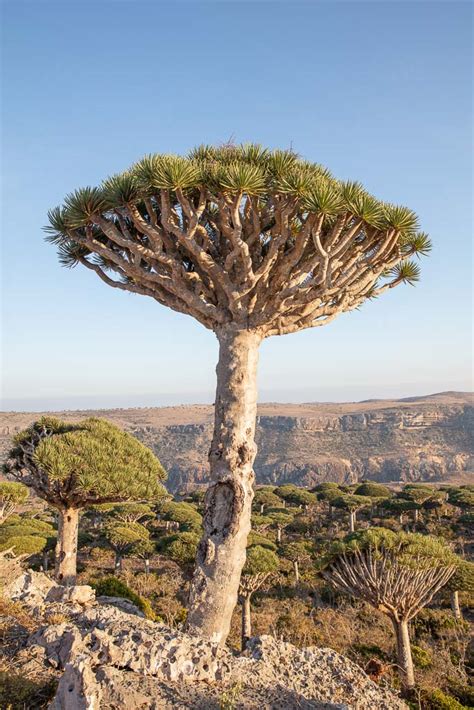 Where The Wild Things Grow: Socotra’s Firhmin Forest