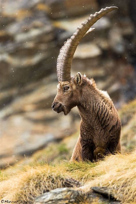 Pin by Scarlett Litherland on Animals | Ibex, Animals beautiful, Animals with horns