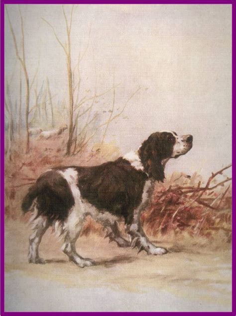 Springer Spaniel History - Wyldwood Springer Spaniels