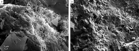 SEM image of planktonic phosphorite from station B13-1. a, Coccolith... | Download Scientific ...