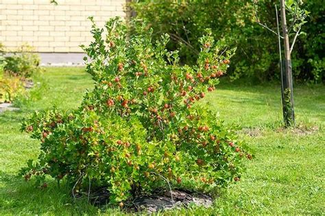 1 Jahns Prairie Gooseberry live rooted starter plant edible | Etsy