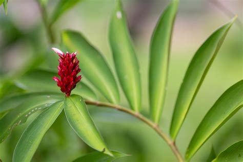 7 Photographers on Shooting Outstanding Botanical Shots