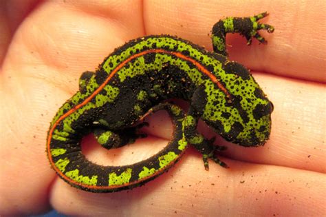 Momcicle Mania: Green Marbled Newt aka Triturus marmoratus