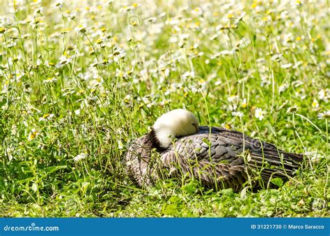 Barnacle Goose stock photo. Image of nature, barnacle - 31221730