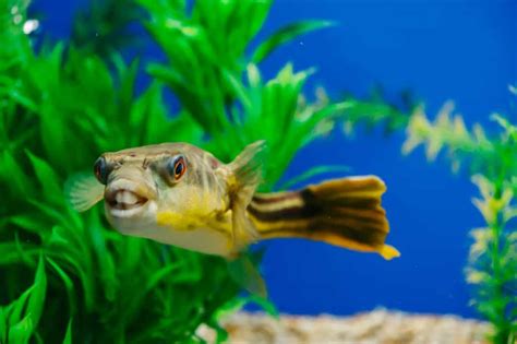 Fahaka Puffer: Care, Tank Size, Tank Mates, Food & Size - Fish Laboratory