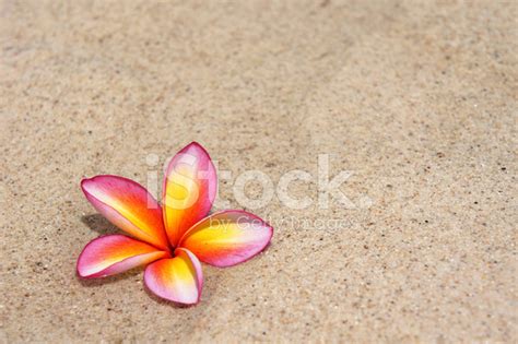 Tropical Flower Plumeria Alba On The Sandy Beach Stock Photo | Royalty-Free | FreeImages