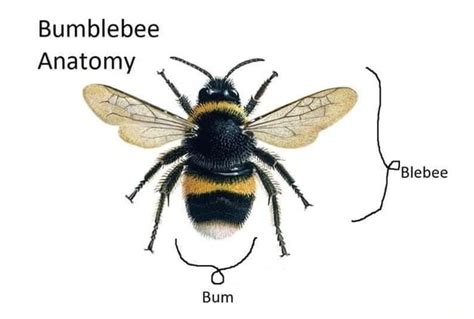 Bumblebee Anatomy Blebee - iFunny